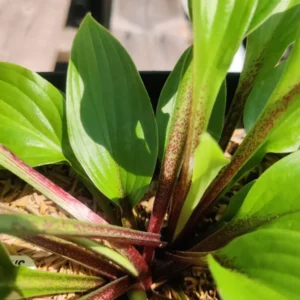 Hosta Xcuse Me Perennial Plant 5.25