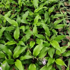 Hosta Xcuse Me Perennial Plant 5.25