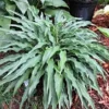 Hosta Zucchini Fries Plant - 5.25" Potted Live Hosta - Perennial Shade Plant