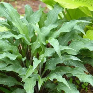 Hosta Zucchini Fries Plant - 5.25