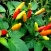 Hot Tabasco Pepper Plants SET 6 - 4-6 Inch Starter Chili Pepper Plants