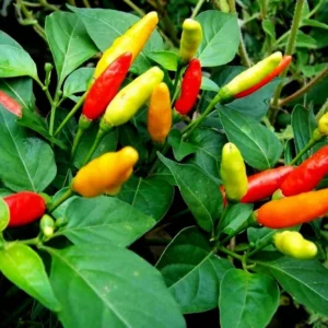 Hot Tabasco Pepper Plants SET 6 - 4-6 Inch Starter Chili Pepper Plants