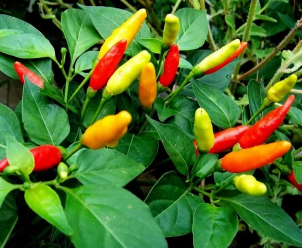 Hot Tabasco Pepper Plants SET 6 - 4-6 Inch Starter Chili Pepper Plants
