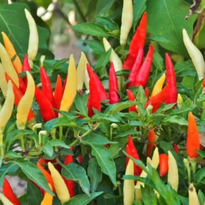 Hot Tabasco Pepper Plants SET 6 - 4-6 Inch Starter Chili Pepper Plants