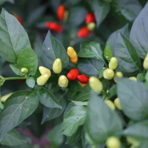 Hot Tabasco Pepper Starter Plants SET 4 - Chili Pepper Plants 4-6 Inch Tall
