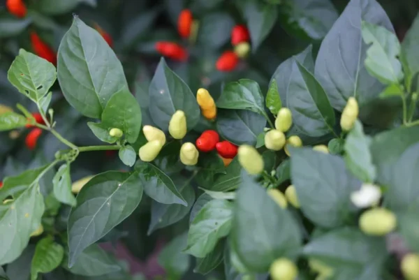Hot Tabasco Pepper Starter Plants SET 4 - Chili Pepper Plants 4-6 Inch Tall