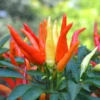 Hot Tabasco Pepper Starter Plants - Set of 2 Chili Peppers, 4-6 Inch Tall
