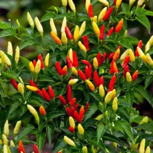 Hot Tabasco Pepper Starter Plants - Set of 2 Chili Peppers, 4-6 Inch Tall