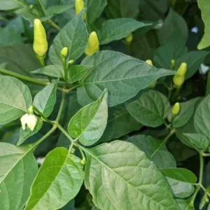 Hot Tabasco Pepper Starter Plants - Set of 2 Chili Peppers, 4-6 Inch Tall
