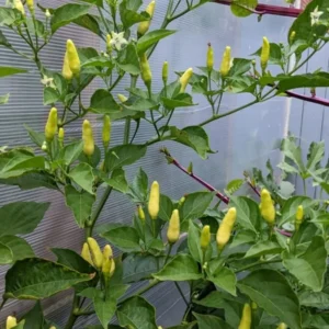 Hot Tabasco Pepper Starter Plants - Set of 2 Chili Peppers, 4-6 Inch Tall
