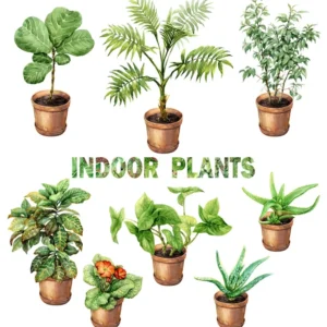 House Plant Box - Single Month Curated Plant Delivery