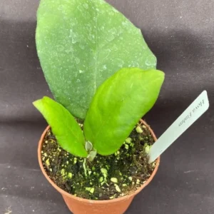Hoya Frahns Hybrid - Rooted Plant in 3" Pot