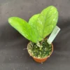 Hoya Irina Rare Hoya Hybrid Rooted Plant 2.5 inch Pot