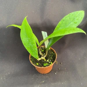 Hoya RHM 1021 Hybrid Rooted Plant - 2.5" Pot - Unique Hoya