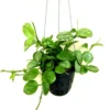 Hoya Svetlana Rare Hoya - Rooted Plant in 2.5" Pot - Free Priority Shipping