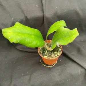 Hoya Svetlana Rare Hoya - Rooted Plant in 2.5