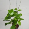 Hoya cardiophylla Plant - Rooted in 2.5 inch Pot - Heart-Shaped Leaves
