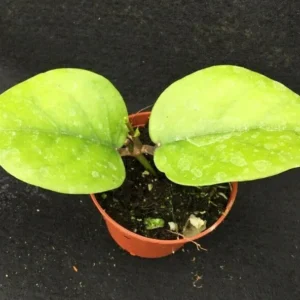 Hoya cardiophylla Plant - Rooted in 2.5 inch Pot - Heart-Shaped Leaves