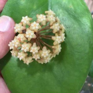 Hoya cardiophylla Plant - Rooted in 2.5 inch Pot - Heart-Shaped Leaves