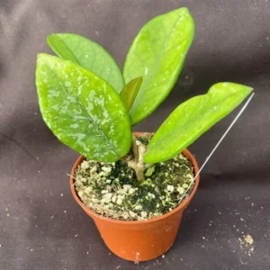 Hoya carnosa 'Wilbur Graves' Russia Rooted Plant 2.5" Pot Silver Spotting