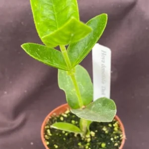 Hoya densifolia 'Dark' Rare Rooted Plant 2 Inch Pot Exotic Hoya