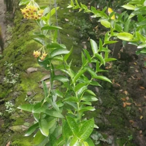 Hoya densifolia 'Dark' Rare Rooted Plant 2 Inch Pot Exotic Hoya