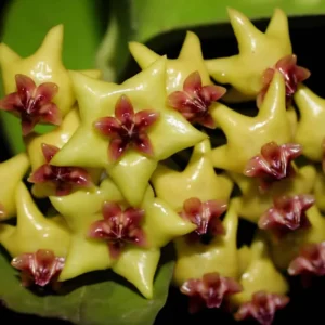 Hoya densifolia 'Dark' Rare Rooted Plant 2 Inch Pot Exotic Hoya