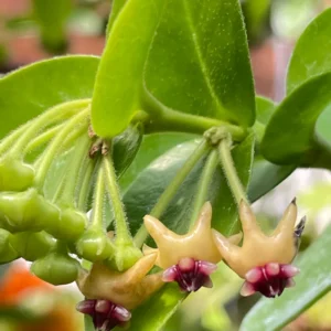 Hoya densifolia 'Dark' Rare Rooted Plant 2 Inch Pot Exotic Hoya