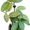 Hoya elliptica Tortoise Shell Hoya Plant Rooted 2" Pot Free Shipping