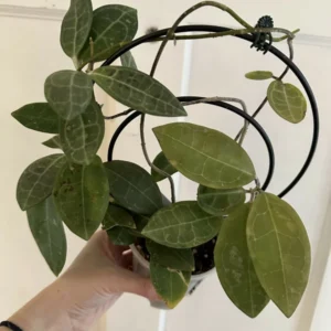 Hoya elliptica Tortoise Shell Hoya Plant Rooted 2" Pot Free Shipping