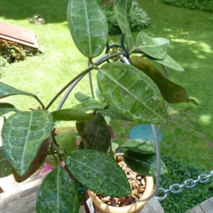 Hoya elliptica Tortoise Shell Hoya Plant Rooted 2