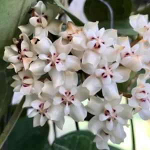 Hoya elliptica Tortoise Shell Hoya Plant Rooted 2