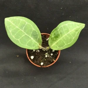 Hoya elliptica Tortoise Shell Hoya Plant Rooted 2