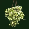 Hoya heuschkeliana Variegated Rare Hoya - Two Rooted Plant - 2" Pot
