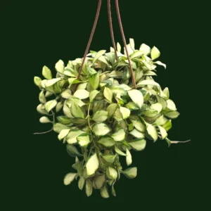 Hoya heuschkeliana Variegated Rare Hoya - Two Rooted Plant - 2