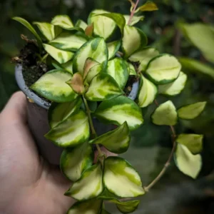 Hoya heuschkeliana Variegated Rare Hoya - Two Rooted Plant - 2