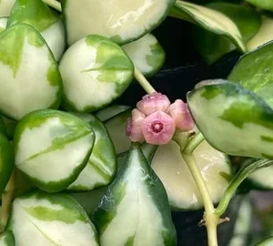 Hoya heuschkeliana Variegated Rare Hoya - Two Rooted Plant - 2