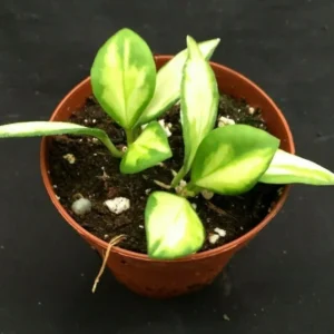 Hoya heuschkeliana Variegated Rare Hoya - Two Rooted Plant - 2