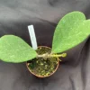Hoya kerrii 'Splash' Sweetheart Hoya Rooted Plant 3 inch Pot