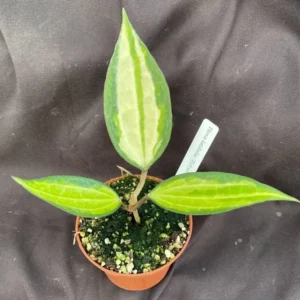 Hoya latifolia 'Pot of Gold' Rare Hoya Rooted Plant 2.5" Pot
