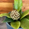 Hoya macgregori Rooted Plant 2.5 inch Pot Spectacular Hoya