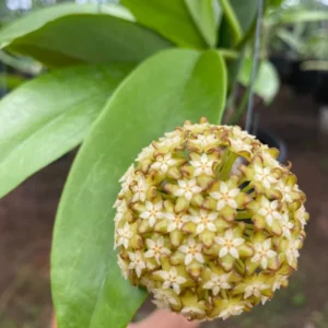 Hoya macgregori Rooted Plant 2.5 inch Pot Spectacular Hoya
