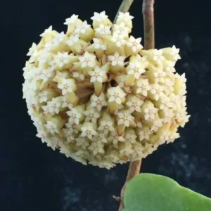 Hoya macgregori Rooted Plant 2.5 inch Pot Spectacular Hoya