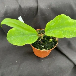 Hoya macgregori Rooted Plant 2.5 inch Pot Spectacular Hoya