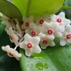 Hoya motoskei Rare Hoya Rooted Plant 2.5" Pot Fragrant Blooms