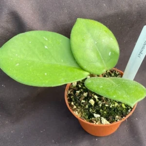 Hoya motoskei Rare Hoya Rooted Plant 2.5