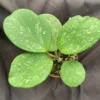 Hoya obovata 'Splash' Rooted Plant 2.5" Pot