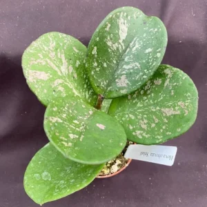 Hoya obovata 'Splash' Rooted Plant 2.5" Pot