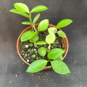 Hoya picta Rooted Plant 2.5" Pot - Unique Hanging Basket Hoya