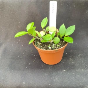 Hoya picta Rooted Plant 2.5